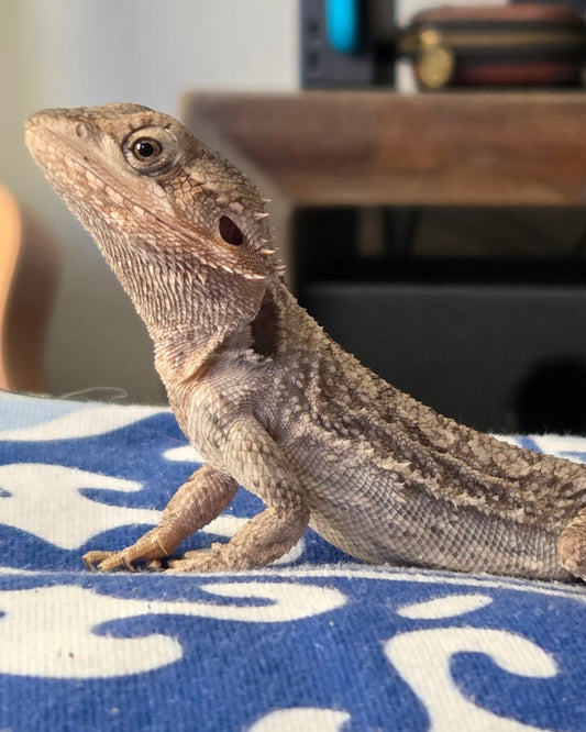 Genuine Reptile Shed Collectable